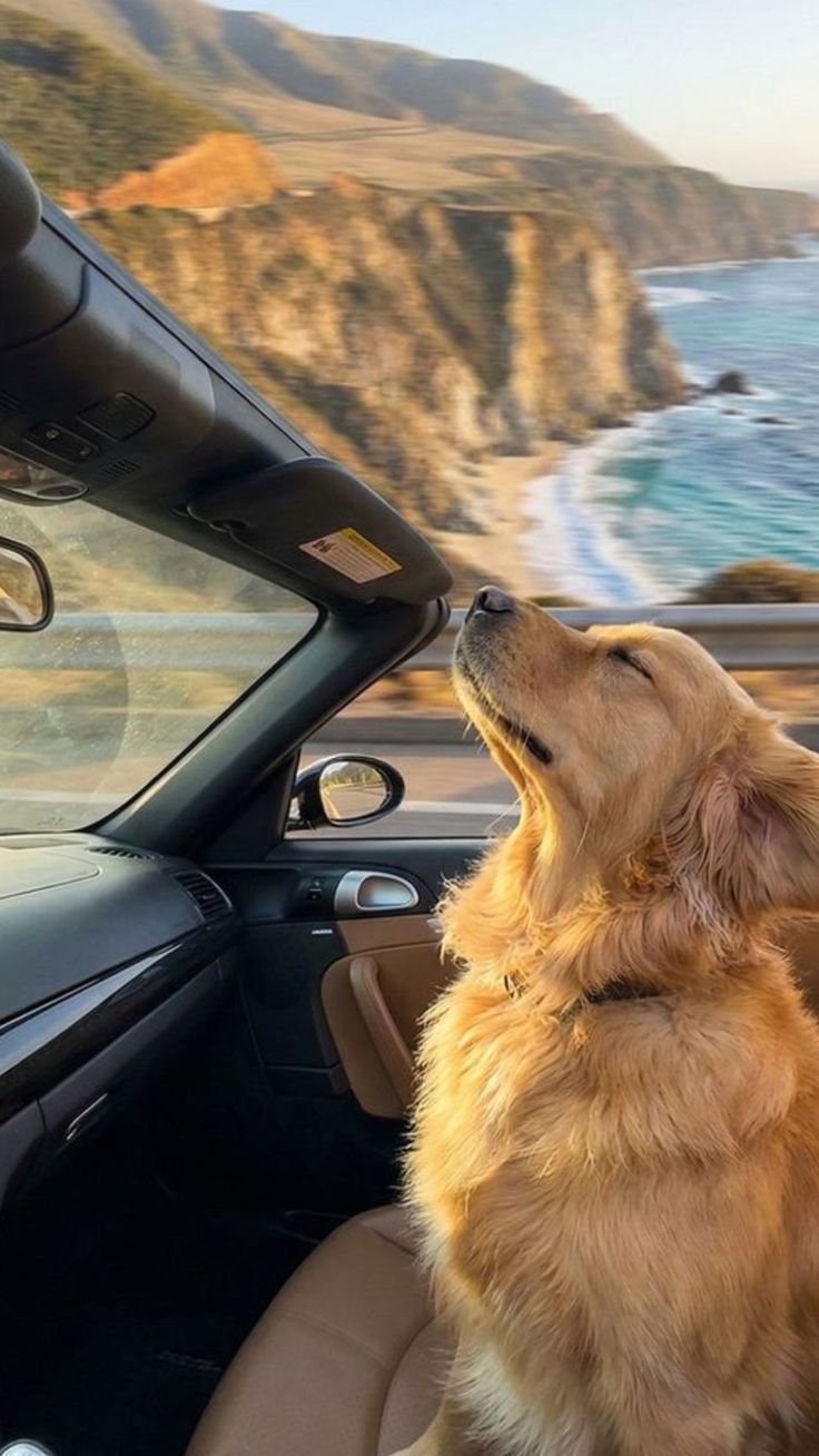 Travel products for pets